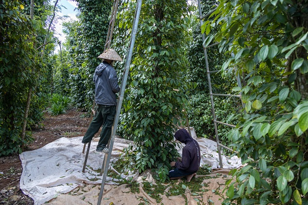 Đắk Lắk: Hồ tiêu mất mùa người trồng gặp khó (11/3/2022)